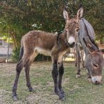 Mit Mama auf der Koppel
